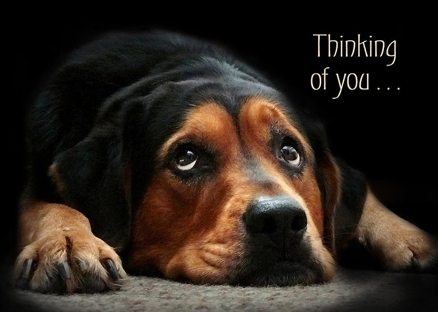 thinking puppy